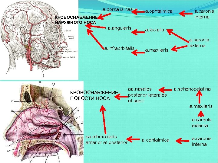 a. dorsalis nasi a. ophtalmica КРОВОСНАБЖЕНИЕ НАРУЖНОГО НОСА a. angularis a. infraorbitalis КРОВОСНАБЖЕНИЕ ПОЛОСТИ