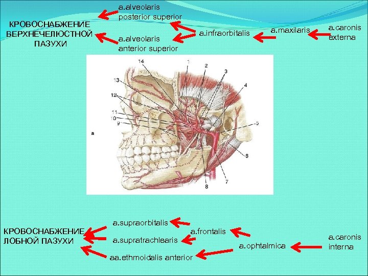 КРОВОСНАБЖЕНИЕ ВЕРХНЕЧЕЛЮСТНОЙ ПАЗУХИ КРОВОСНАБЖЕНИЕ ЛОБНОЙ ПАЗУХИ a. alveolaris posterior superior a. infraorbitalis a. alveolaris