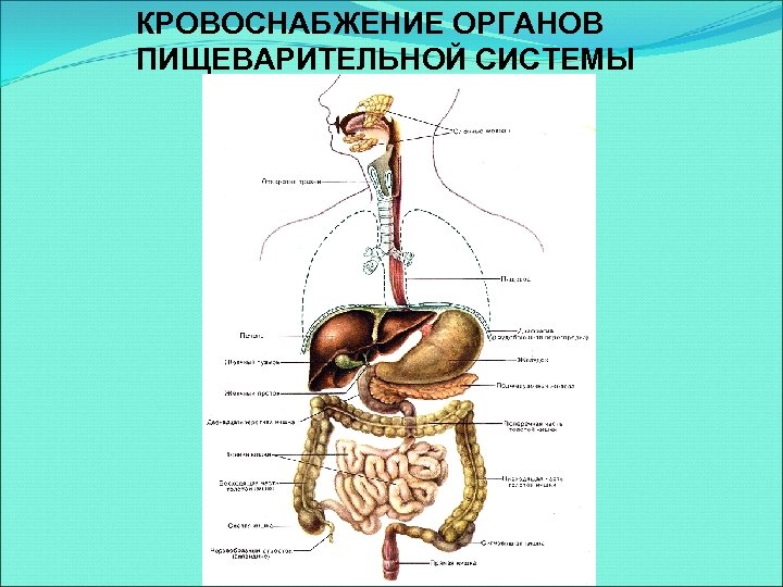 Кровоснабжение органов. Кровоснабжение органов пищеварения таблица. Кровообращение пищеварительной системы. Кровоснабжение органов пищеварительной системы. Взаимосвязь кровеносной и пищеварительной системы.