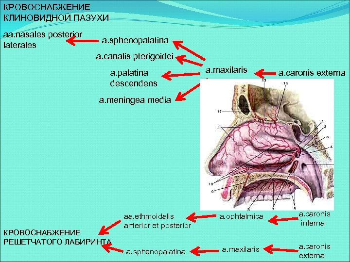 КРОВОСНАБЖЕНИЕ КЛИНОВИДНОЙ ПАЗУХИ aa. nasales posterior laterales a. sphenopalatina a. canalis pterigoidei a. palatina