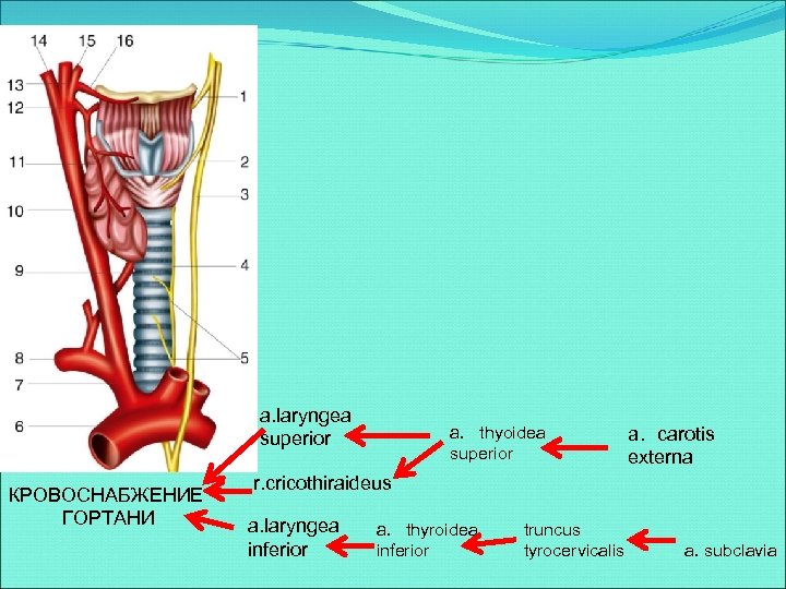 a. laryngea superior КРОВОСНАБЖЕНИЕ ГОРТАНИ a. thyoidea superior a. carotis externa r. cricothiraideus a.