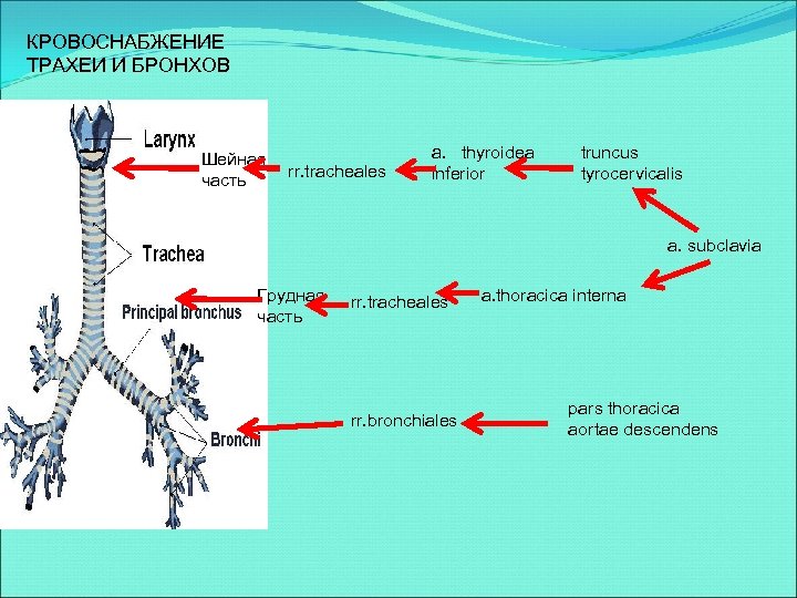 КРОВОСНАБЖЕНИЕ ТРАХЕИ И БРОНХОВ Шейная часть rr. tracheales a. thyroidea inferior truncus tyrocervicalis a.