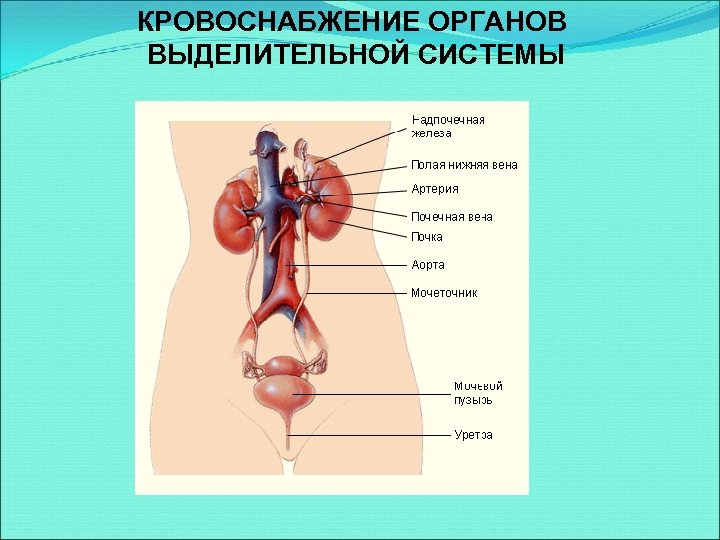 Какие органы выполняют выделительную функцию в организме