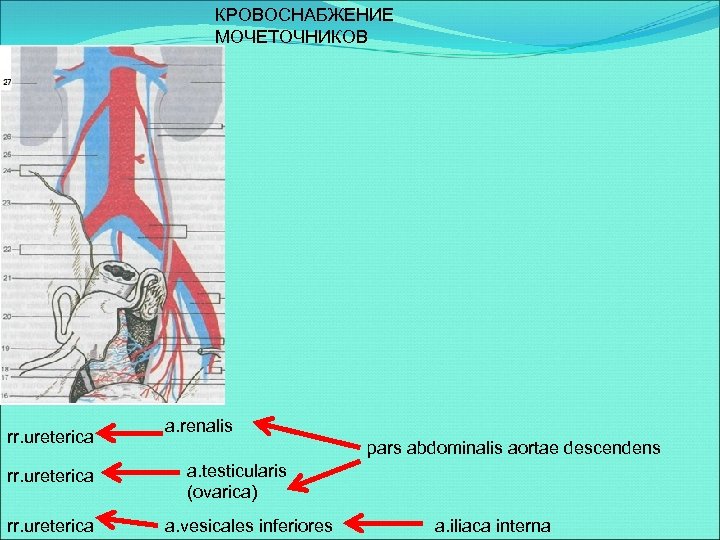 КРОВОСНАБЖЕНИЕ МОЧЕТОЧНИКОВ rr. ureterica a. renalis pars abdominalis aortae descendens a. testicularis (ovarica) a.