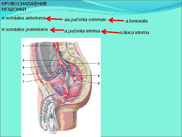 КРОВОСНАБЖЕНИЕ МОШОНКИ rr. scrotales anteriores aa. pudenta externae rr. scrotales posteriores a. pudenta interna