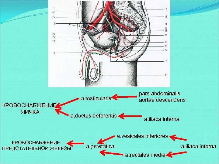 pars abdominalis aortae descendens a. testicularis КРОВОСНАБЖЕНИЕ ЯИЧКА a. ductus deferentis a. iliaca interna