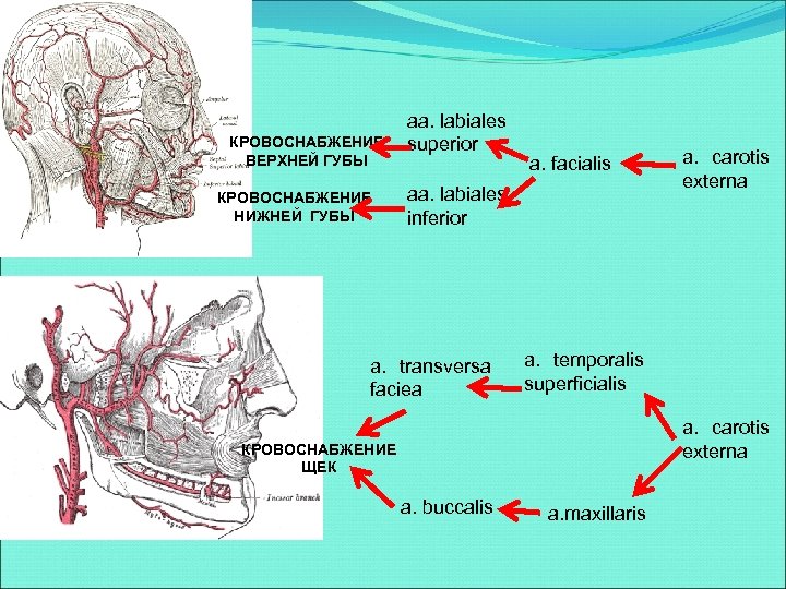 КРОВОСНАБЖЕНИЕ ВЕРХНЕЙ ГУБЫ КРОВОСНАБЖЕНИЕ НИЖНЕЙ ГУБЫ aa. labiales superior a. facialis aa. labiales inferior