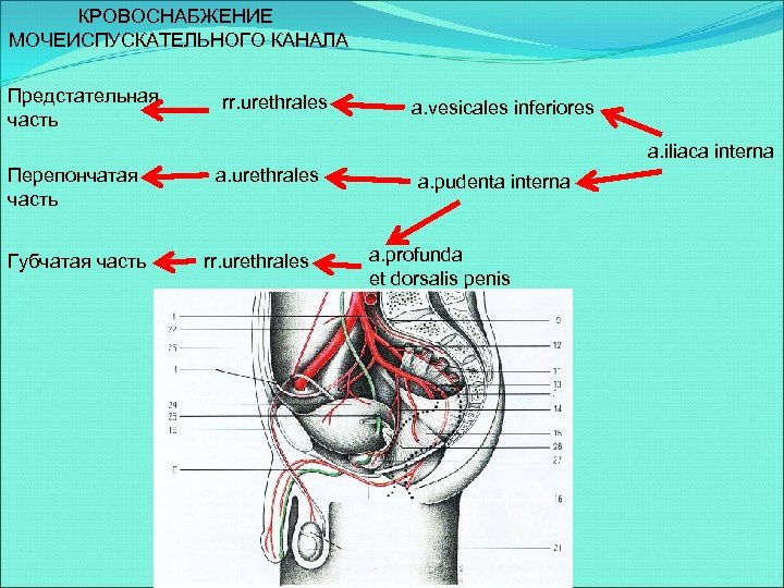 КРОВОСНАБЖЕНИЕ МОЧЕИСПУСКАТЕЛЬНОГО КАНАЛА Предстательная часть rr. urethrales a. vesicales inferiores a. iliaca interna Перепончатая