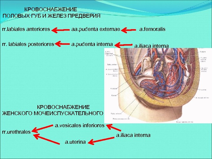 КРОВОСНАБЖЕНИЕ ПОЛОВЫХ ГУБ И ЖЕЛЕЗ ПРЕДВЕРИЯ rr. labiales anteriores aa. pudenta externae rr. labiales