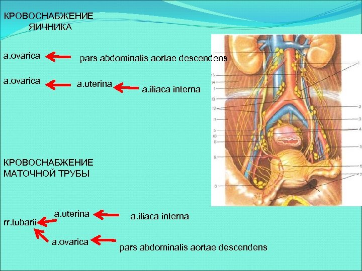 Кровоснабжение матки схема гистология