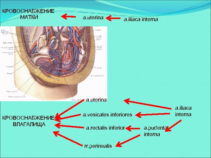 Сосуды яичника. Кровоснабжение матки. Кровоснабжение влагалища. Артерии кровоснабжающие матку. Маточные артерии и вены.