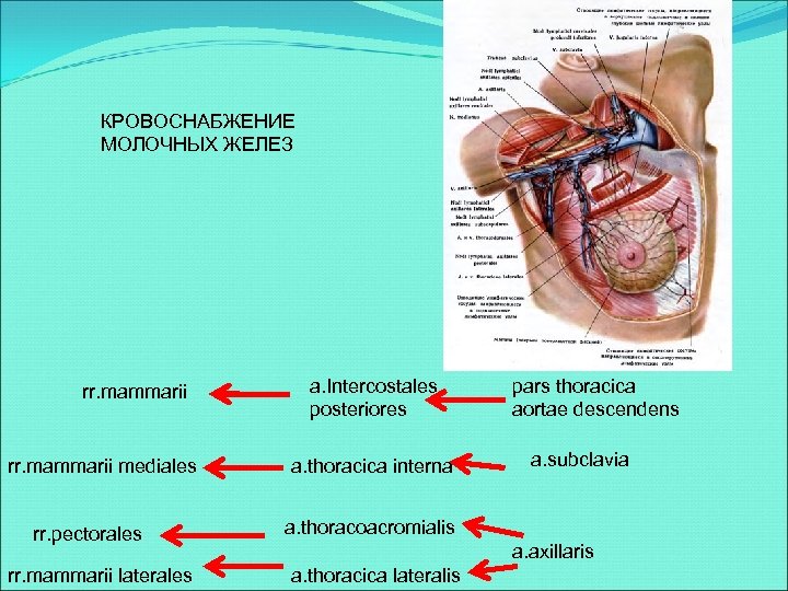 Схема лимфооттока от молочной железы топографическая анатомия