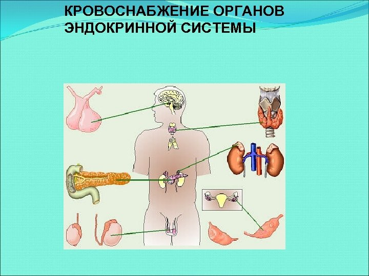 Рисунок эндокринной системы человека. Эндокринные органы человека. Органы эндокринной системы. Кровоснабжение эндокринных желез. Эндокринное кольцо.
