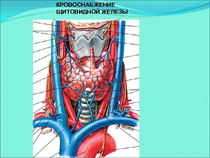 Артерии щитовидной железы. Щитовидная железа кровоснабжение и иннервация. Нижняя щитовидная артерия анатомия. Безымянная Вена щитовидной железы. Кровоснабжение щитовидной железы анатомия.