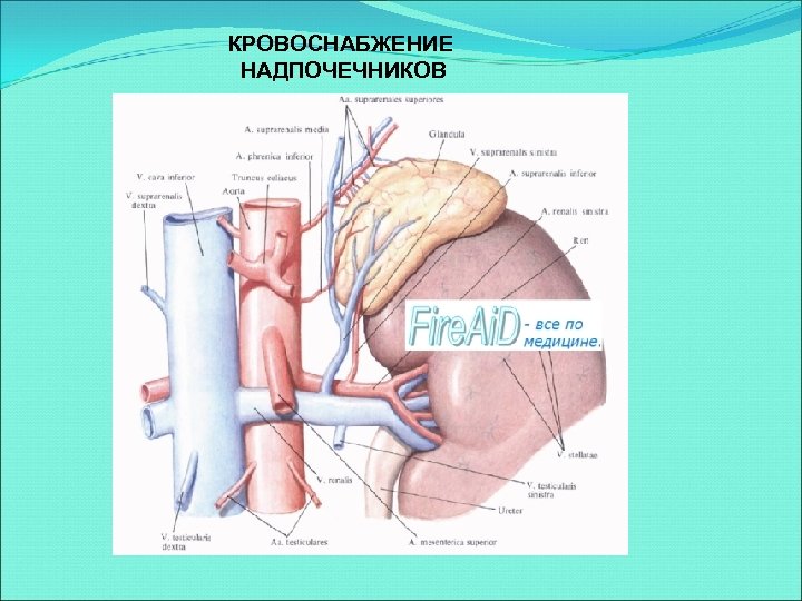 Надпочечник схема