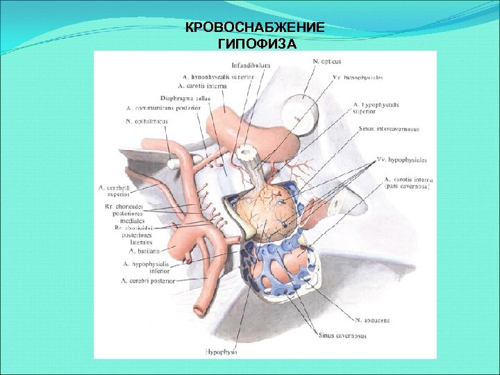 КРОВОСНАБЖЕНИЕ ГИПОФИЗА 