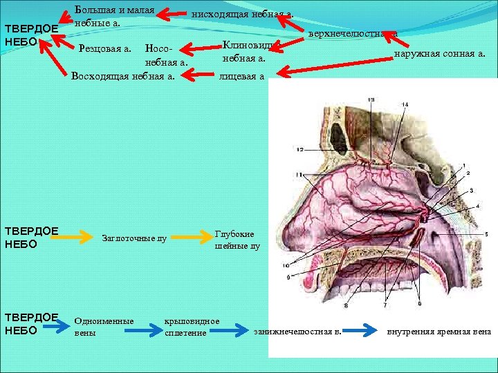 ТВЕРДОЕ НЕБО Большая и малая небные а. нисходящая небная а. Носонебная а. Восходящая небная
