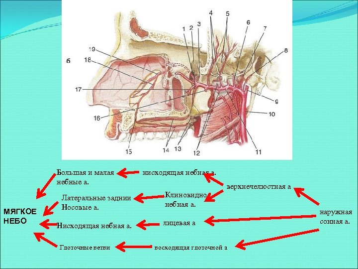 Большая и малая небные а. МЯГКОЕ НЕБО Латеральные заднии Носовые а. Нисходящая небная а.