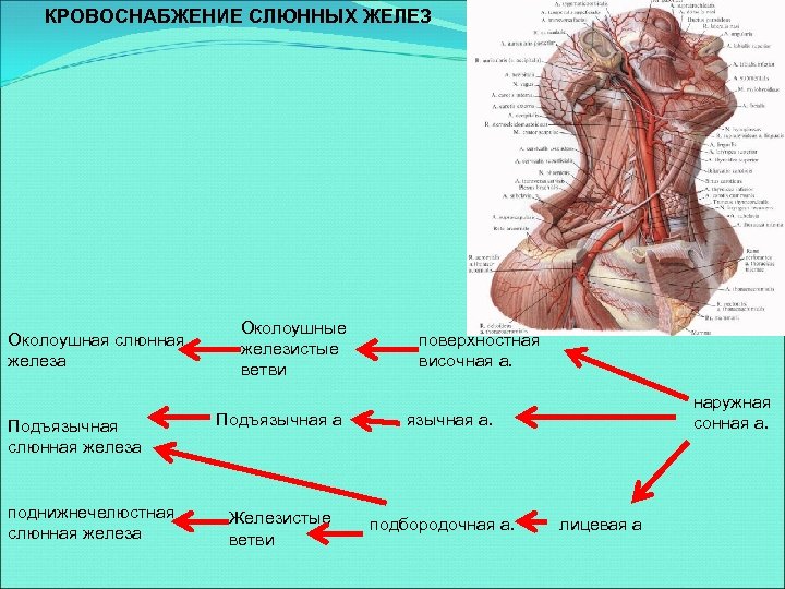 Околоушная слюнная железа фото