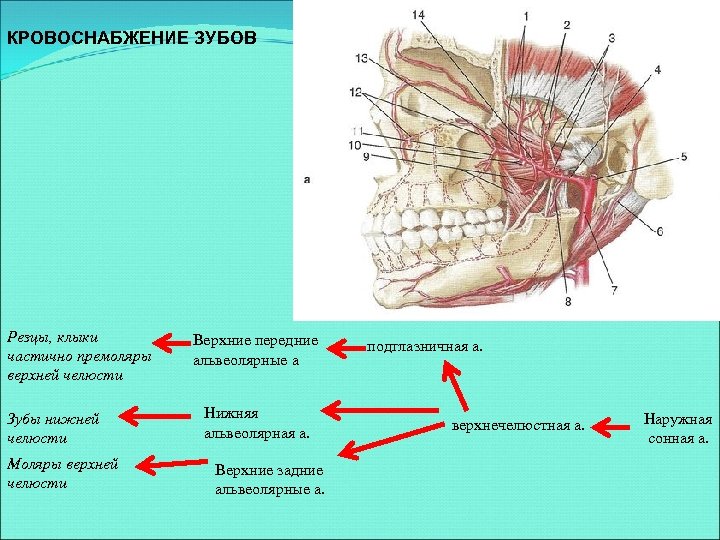 КРОВОСНАБЖЕНИЕ ЗУБОВ Резцы, клыки частично премоляры верхней челюсти Зубы нижней челюсти Моляры верхней челюсти