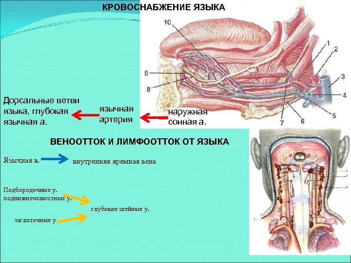 Иннервация языка анатомия схема