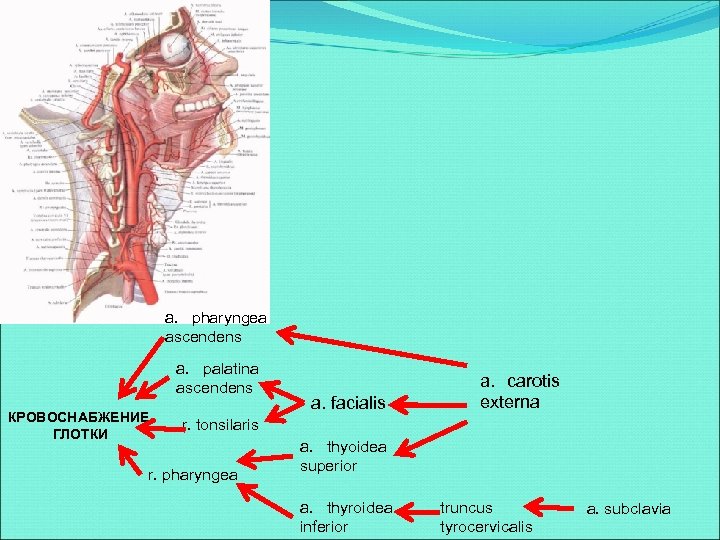 a. pharyngea ascendens a. palatina ascendens КРОВОСНАБЖЕНИЕ ГЛОТКИ a. facialis a. carotis externa r.