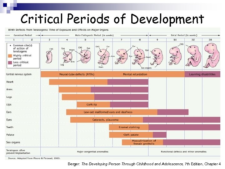 Critical Periods of Development Berger: The Developing Person Through Childhood and Adolescence, 7 th