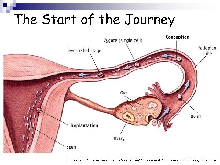 The Start of the Journey Berger: The Developing Person Through Childhood and Adolescence, 7