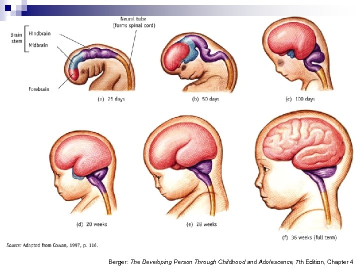 Berger: The Developing Person Through Childhood and Adolescence, 7 th Edition, Chapter 4 