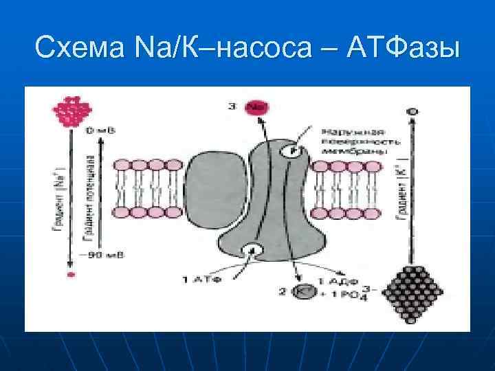 Схема Na/К–насоса – АТФазы 