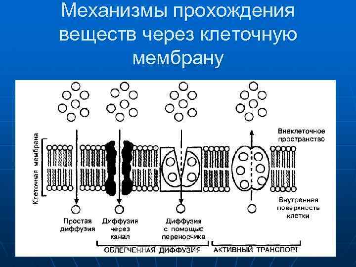 Механизмы прохождения веществ через клеточную мембрану 