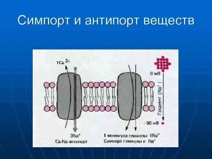 Симпорт и антипорт веществ 