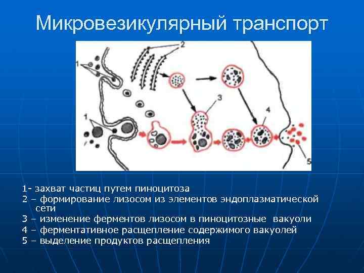 Микровезикулярный транспорт 1 - захват частиц путем пиноцитоза 2 – формирование лизосом из элементов