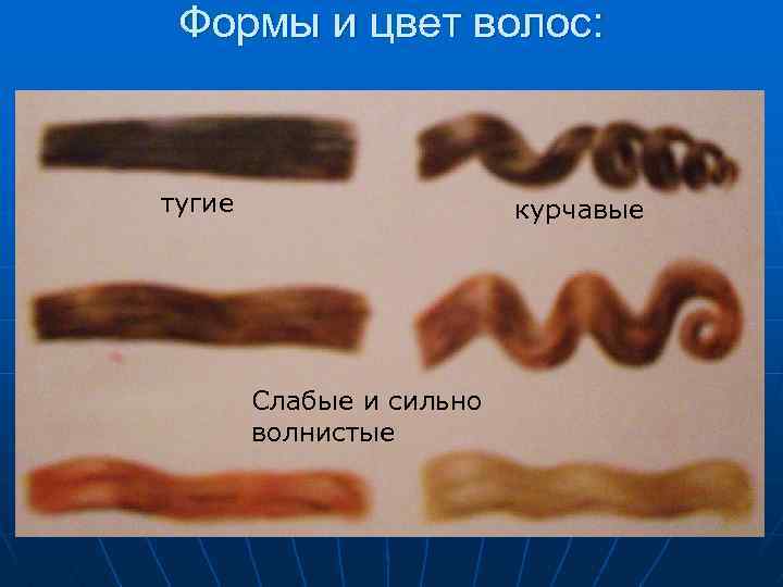 Формы и цвет волос: тугие курчавые Слабые и сильно волнистые 