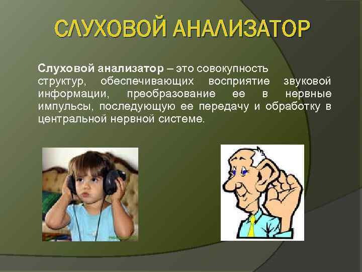 СЛУХОВОЙ АНАЛИЗАТОР Слуховой анализатор – это совокупность структур, обеспечивающих восприятие звуковой информации, преобразование ее