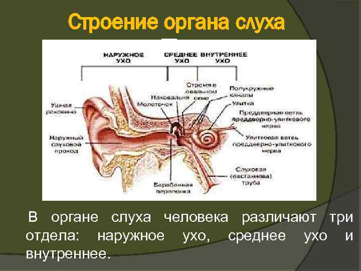 Строение органа слуха В органе слуха человека различают три отдела: наружное ухо, среднее ухо
