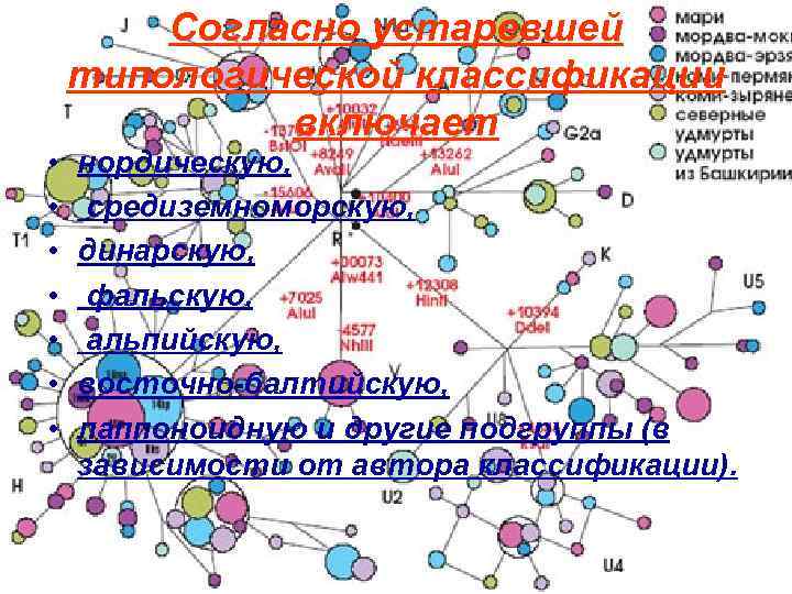 Согласно устаревшей типологической классификации включает • • нордическую, средиземноморскую, динарскую, фальскую, альпийскую, восточно-балтийскую, лаппоноидную