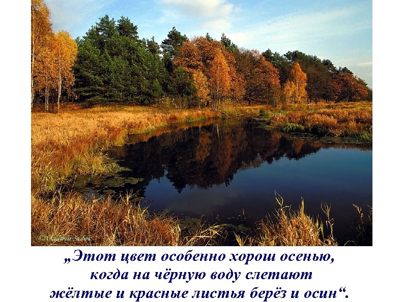 „Этот цвет особенно хорош осенью, когда на чёрную воду слетают жёлтые и красные листья