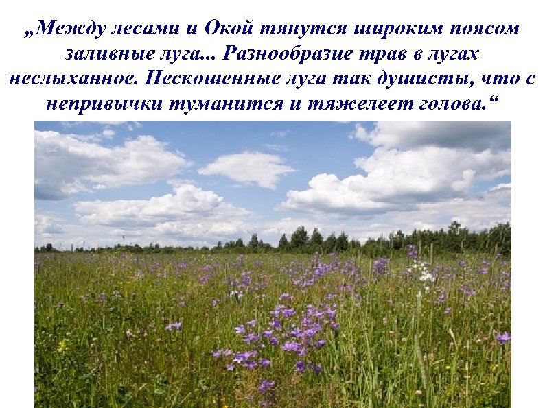 „Между лесами и Окой тянутся широким поясом заливные луга. . . Разнообразие трав в