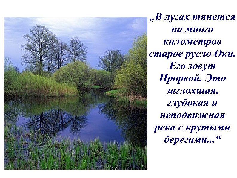 „В лугах тянется на много километров старое русло Оки. Его зовут Прорвой. Это заглохшая,