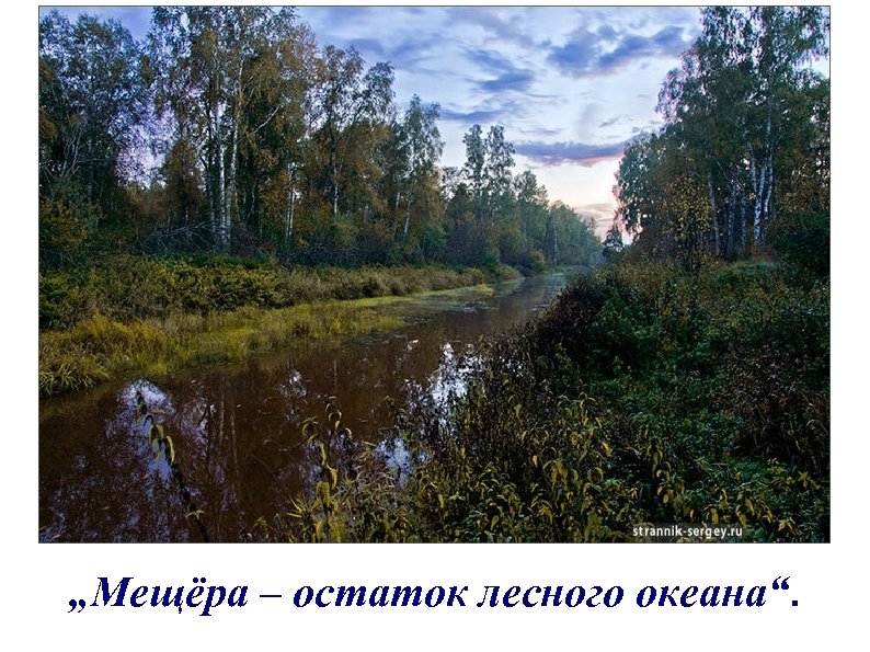 „Мещёра – остаток лесного океана“. 