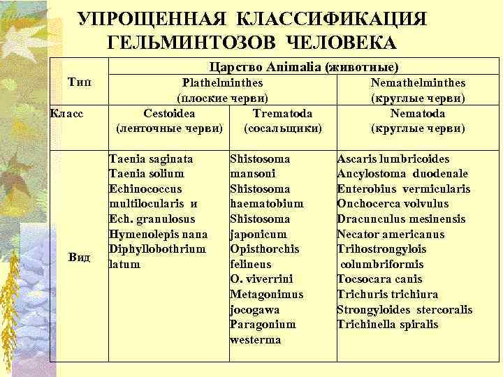 УПРОЩЕННАЯ КЛАССИФИКАЦИЯ ГЕЛЬМИНТОЗОВ ЧЕЛОВЕКА Царство Animalia (животные) Тип Класс Вид Plathelminthes (плоские черви) Cestoidea