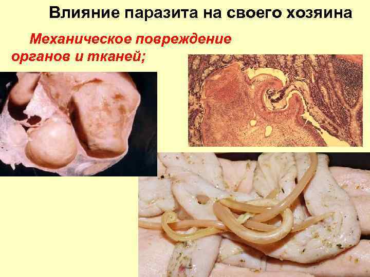 Влияние паразита на своего хозяина Механическое повреждение органов и тканей; 