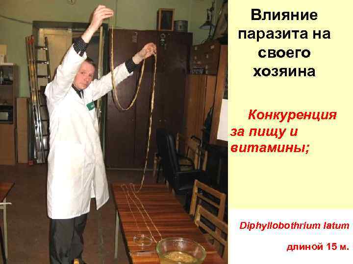 Влияние паразита на своего хозяина Конкуренция за пищу и витамины; Diphyllobothrium latum длиной 15