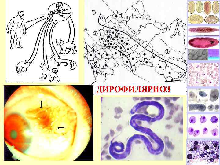 ДИРОФИЛЯРИОЗ 