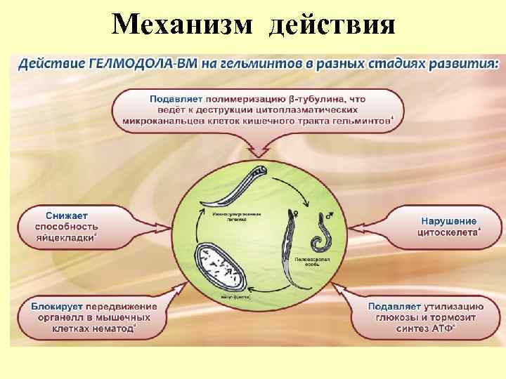 Механизм действия 