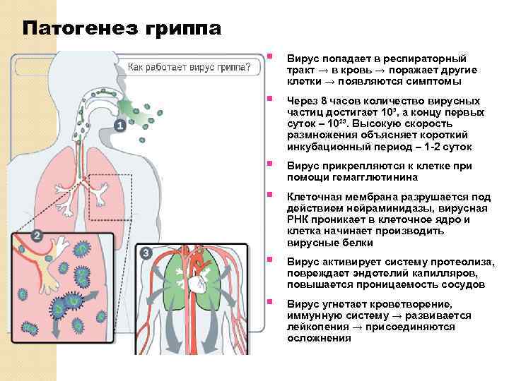 Схема патогенеза пиелонефрита