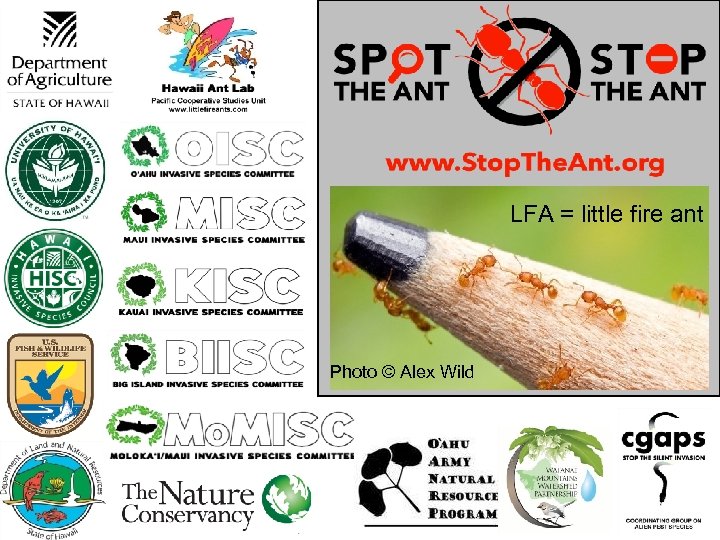 LFA = little fire ant Photo © Alex Wild 