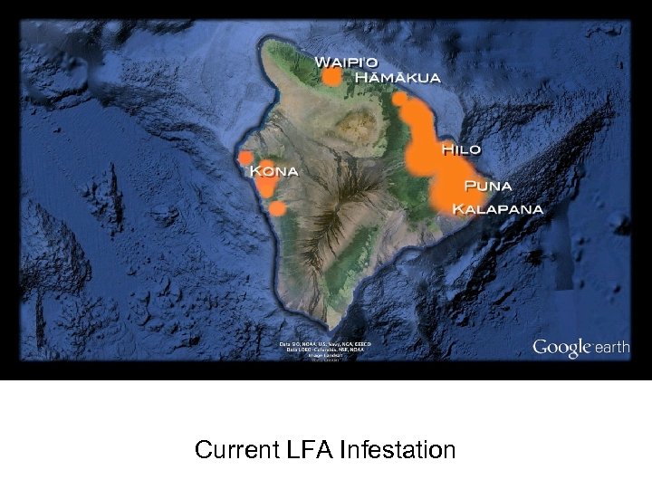 Current LFA Infestation 