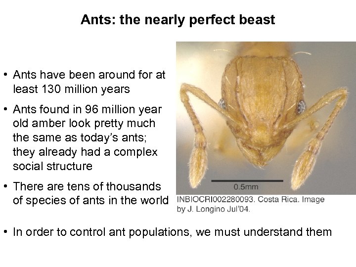 Ants: the nearly perfect beast • Ants have been around for at least 130